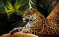 /album/photogallery/jaguar-2-jpg/